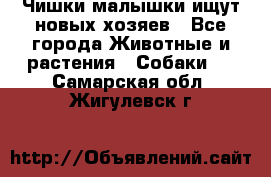   Чишки-малышки ищут новых хозяев - Все города Животные и растения » Собаки   . Самарская обл.,Жигулевск г.